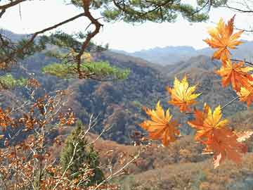 紫荆山路南延最新动态，城市发展与民生期待同步前行